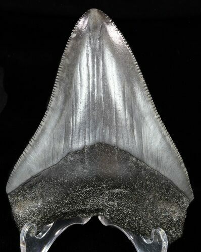 Juvenile Megalodon Tooth - Serrated Blade #58079